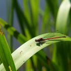 rote Libelle