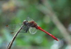 Rote Libelle