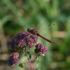 rote Libelle