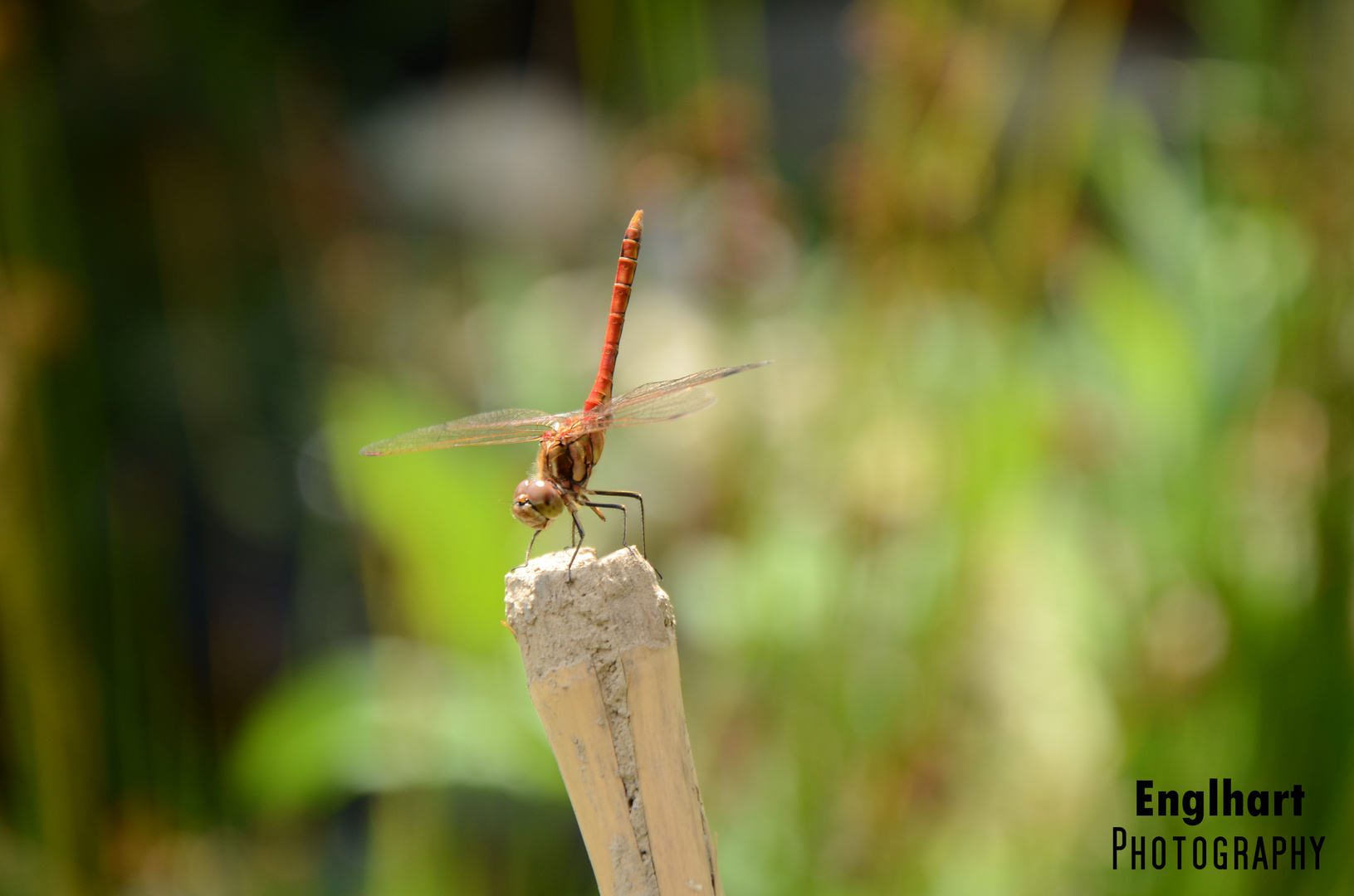 rote Libelle