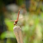 rote Libelle