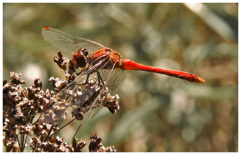 Rote Libelle