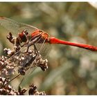 Rote Libelle