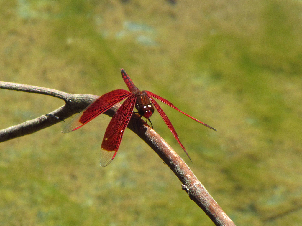 rote Libelle