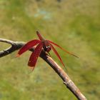 rote Libelle