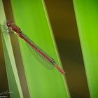 rote Libelle 100