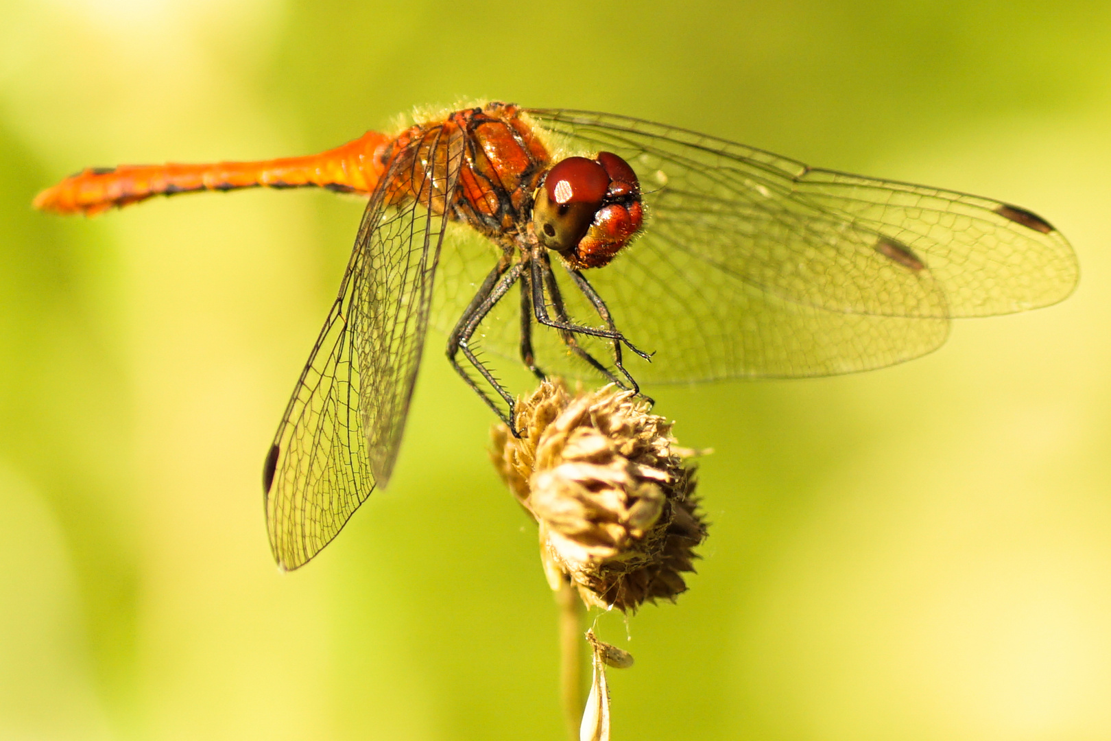 Rote Libelle