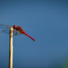 Rote Libelle