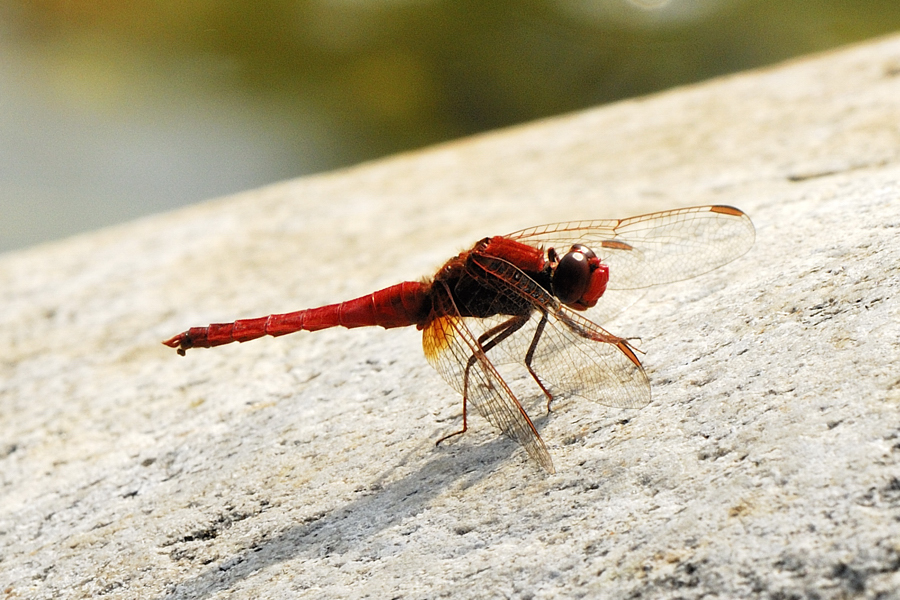 rote Libelle