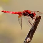 Rote Libelle....