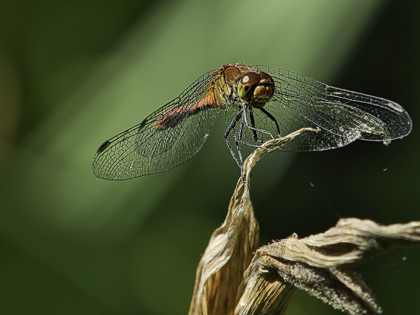 rote Libelle