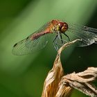 rote Libelle