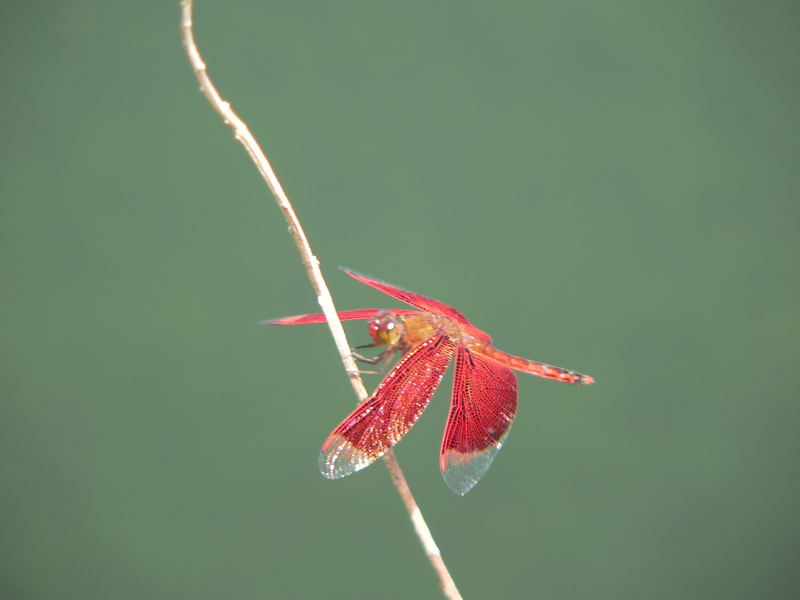 Rote Libelle