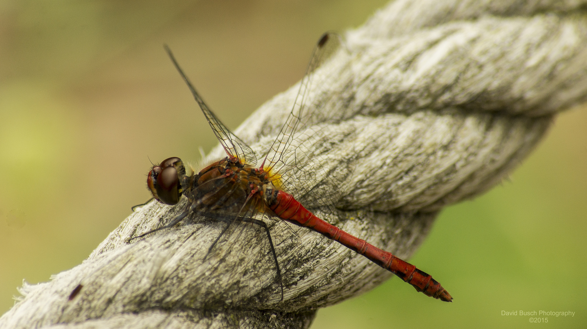 Rote Libelle 2