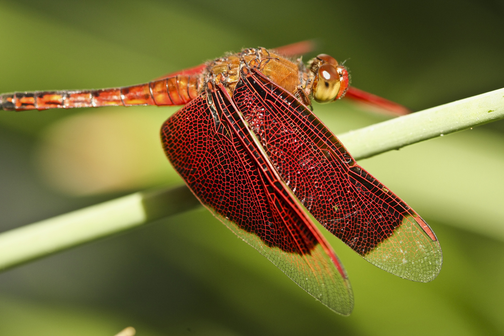 Rote Libelle (2)