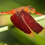 Rote Libelle (2)