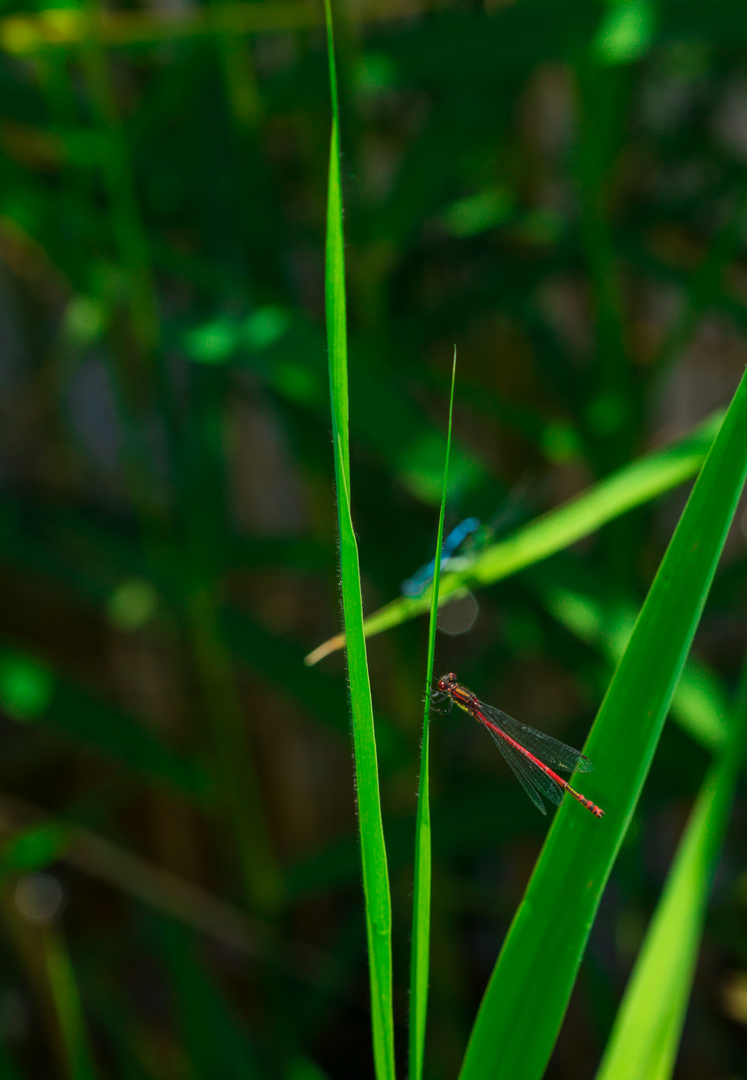 Rote Libelle 2