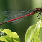 Rote Libelle