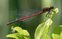 Rote Libelle