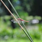 Rote Libelle