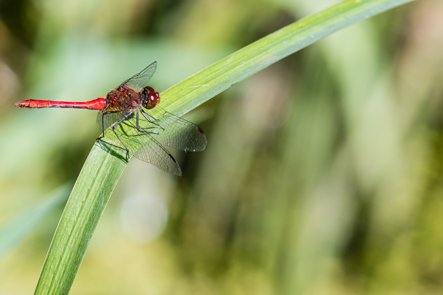 Rote Libelle