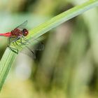 Rote Libelle