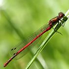 Rote Libelle