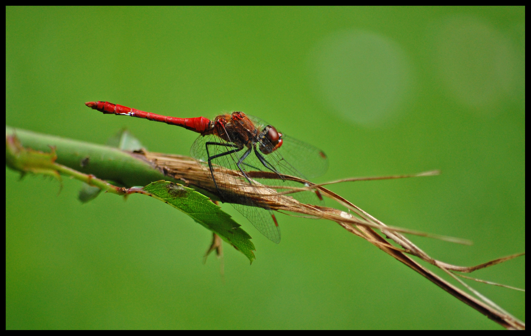 Rote Libelle