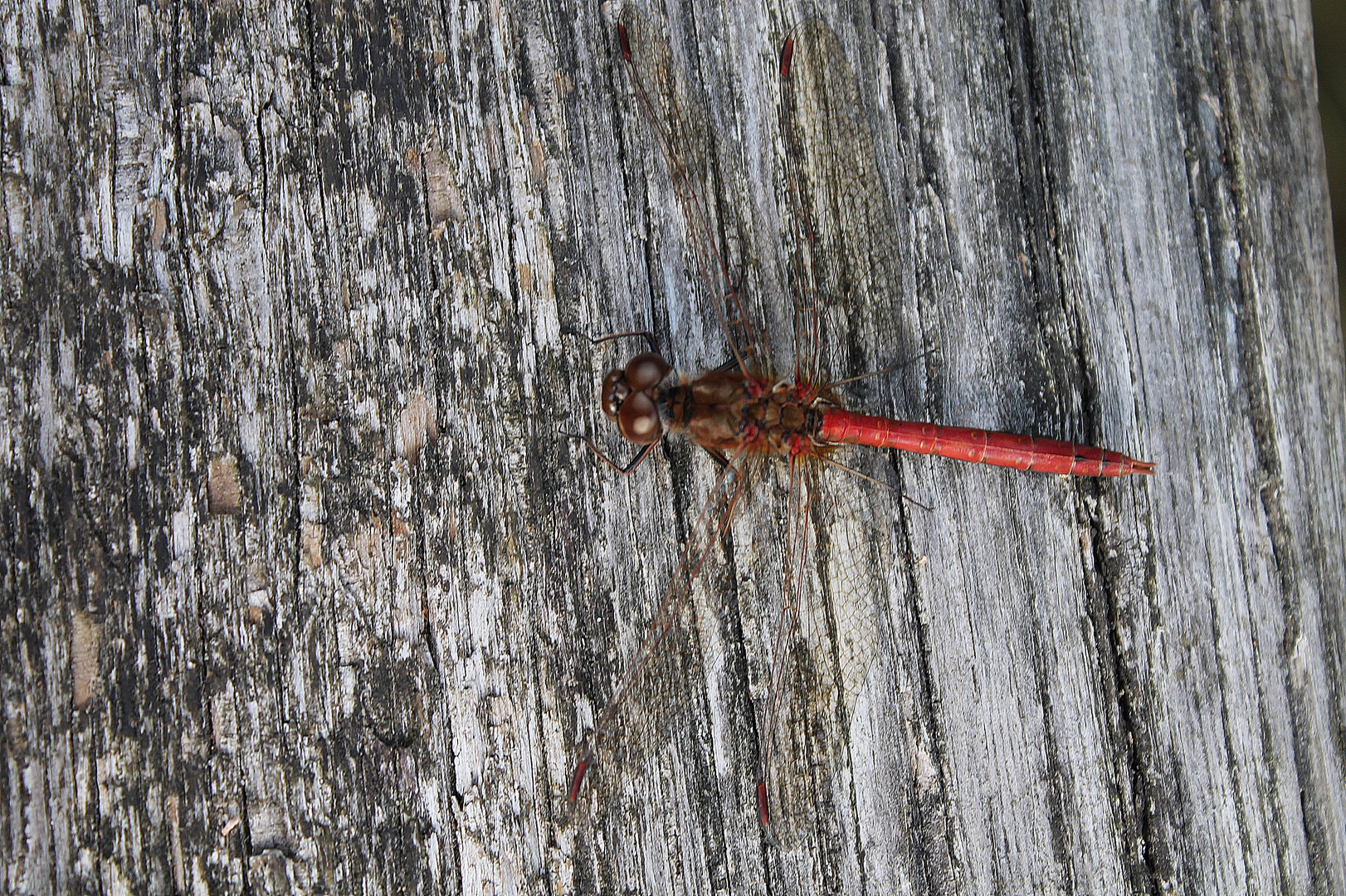 Rote Libelle