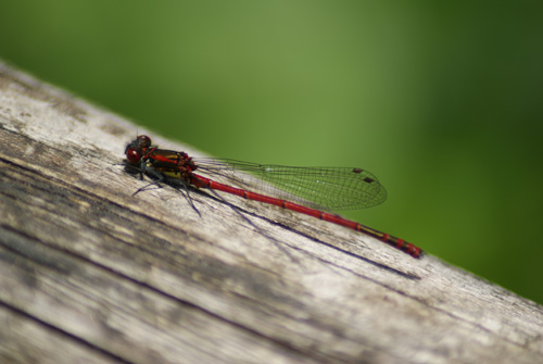 Rote Libelle