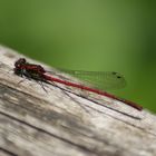 Rote Libelle