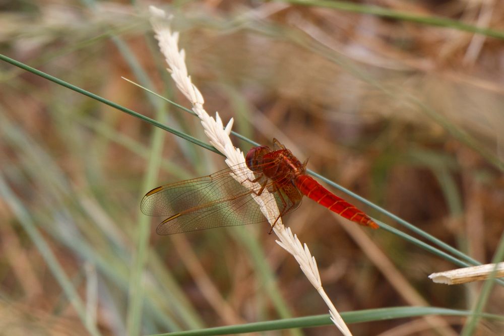 rote Libelle