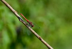 rote Libelle