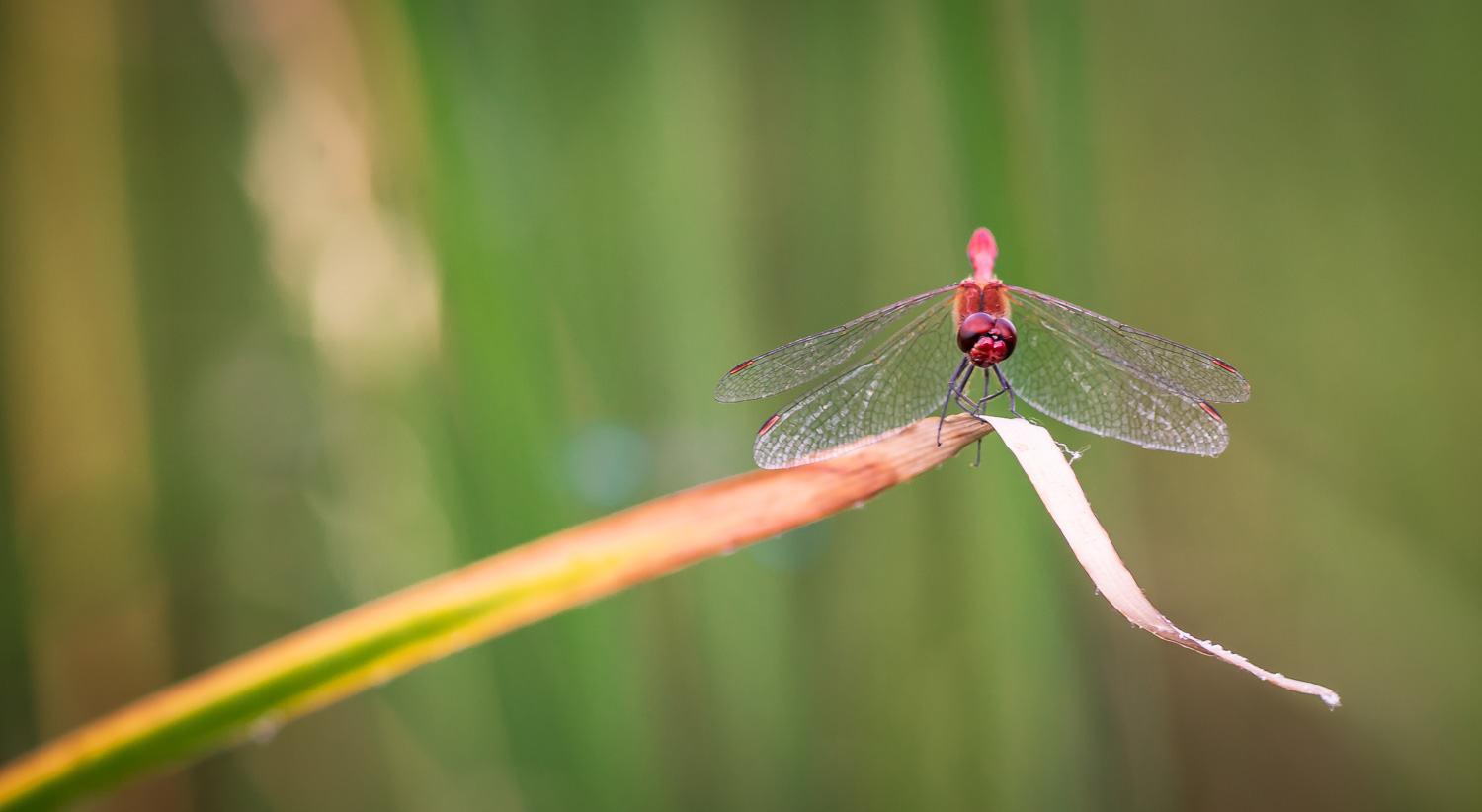 Rote Libelle