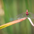 Rote Libelle