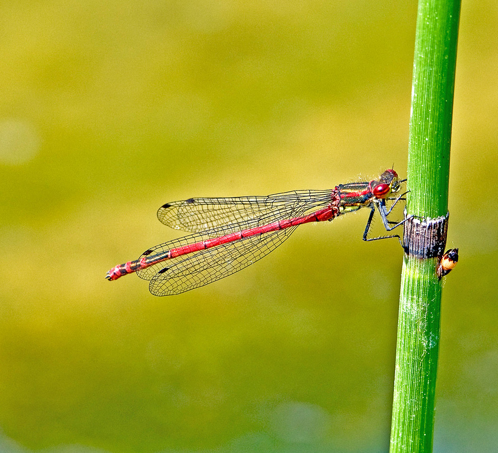 Rote Libelle