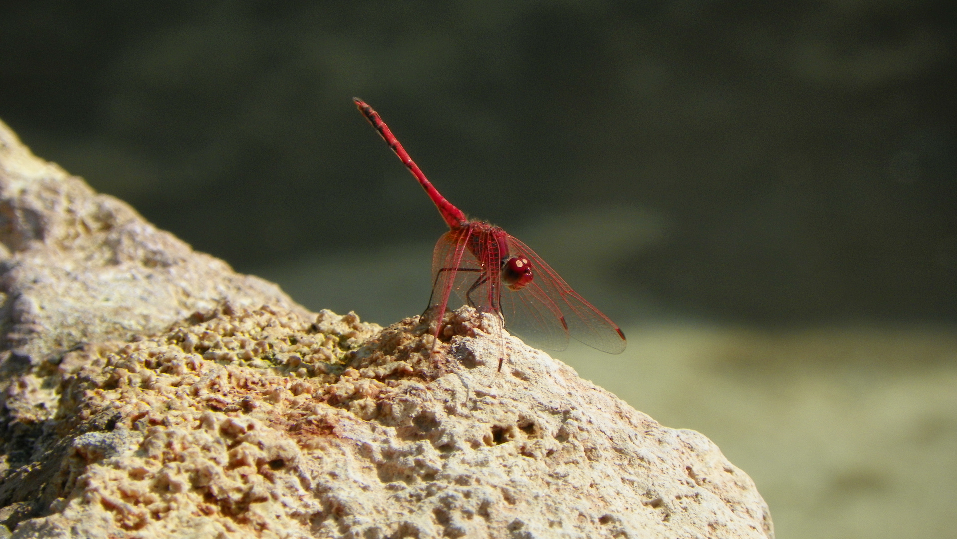 Rote Libelle