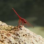 Rote Libelle