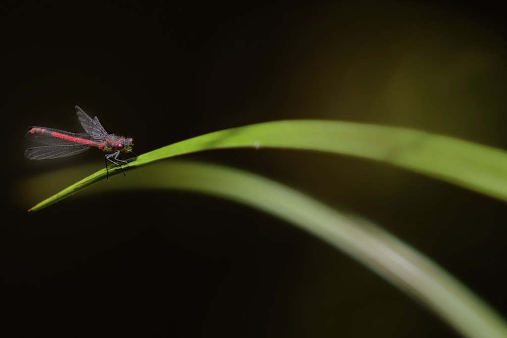 Rote Libelle