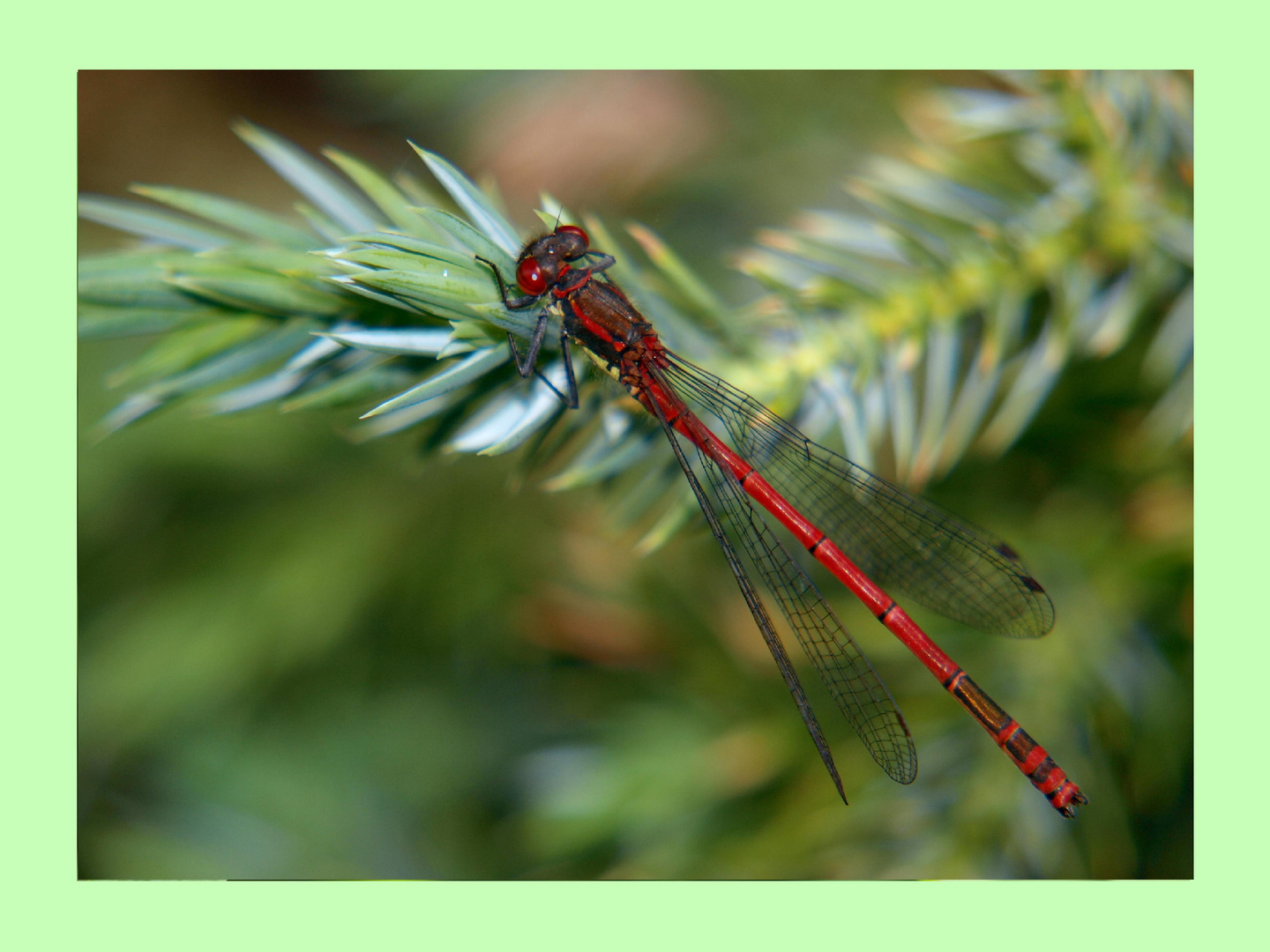 rote Libelle