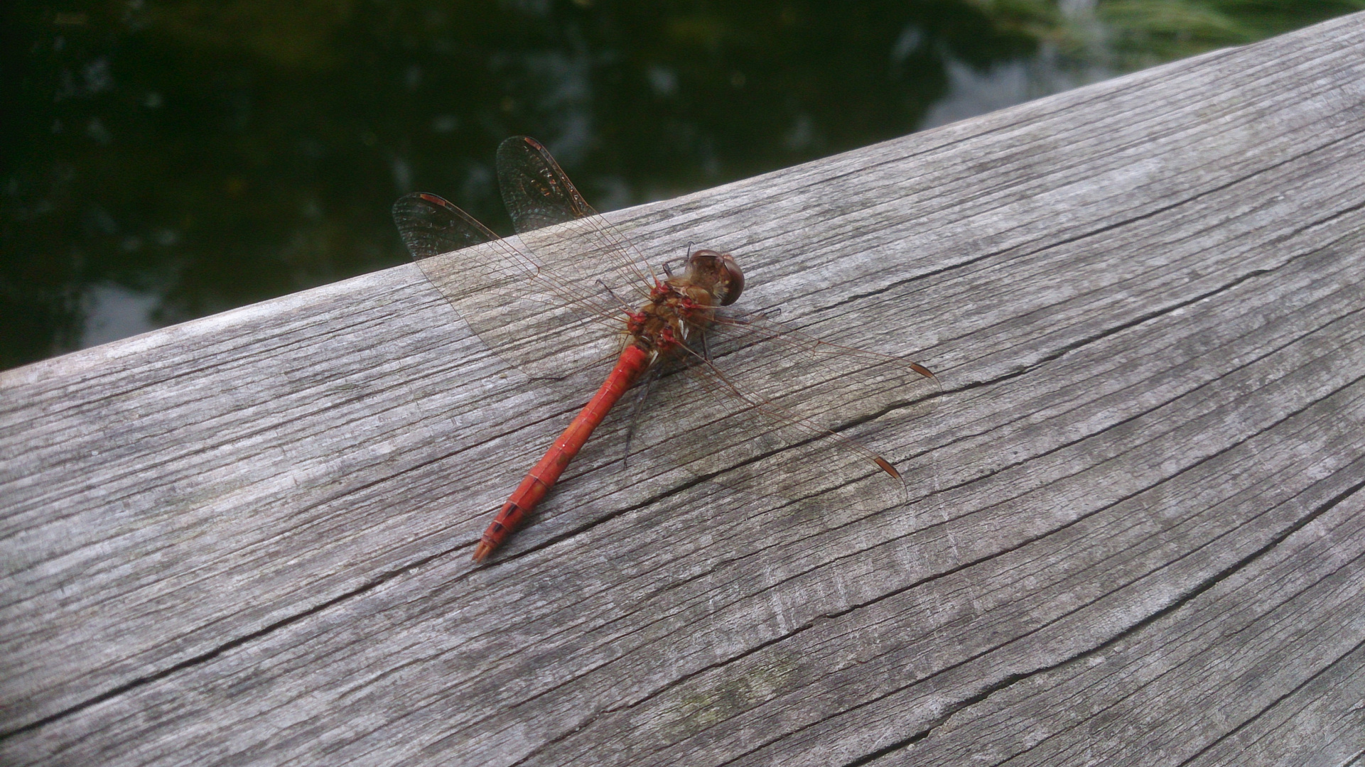 Rote Libelle