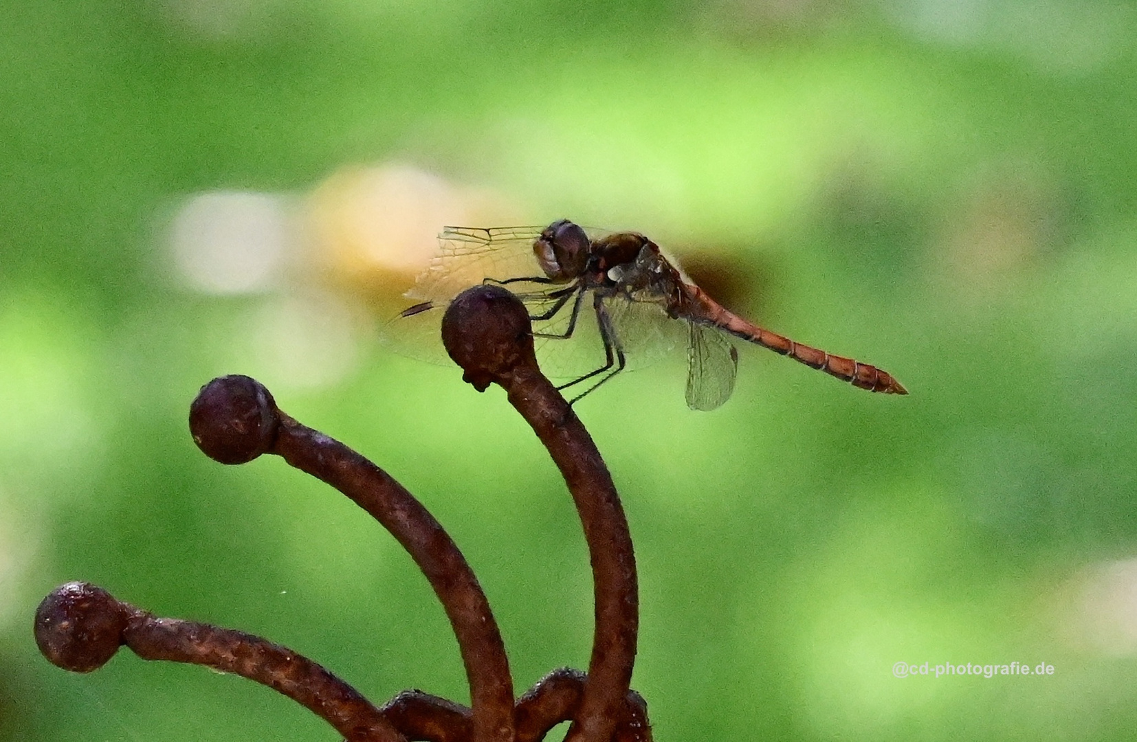 Rote Libelle