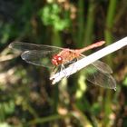 Rote Libelle