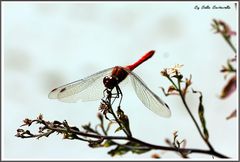 Rote Libelle