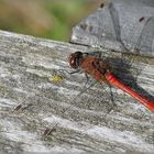 Rote Libelle