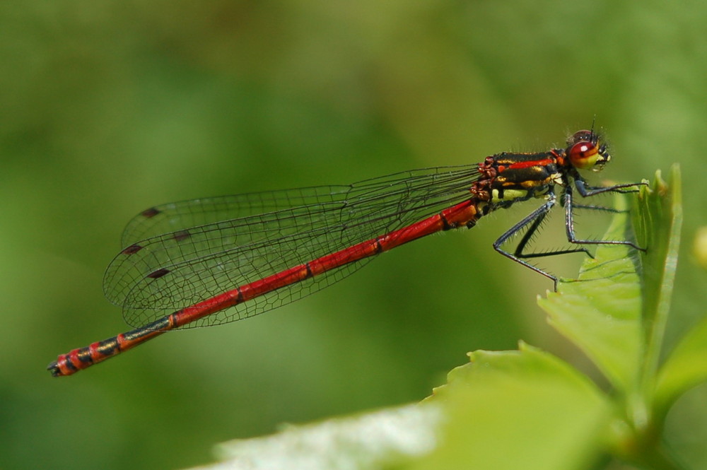 rote Libelle