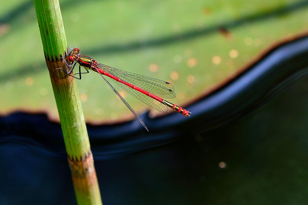 Rote Libelle