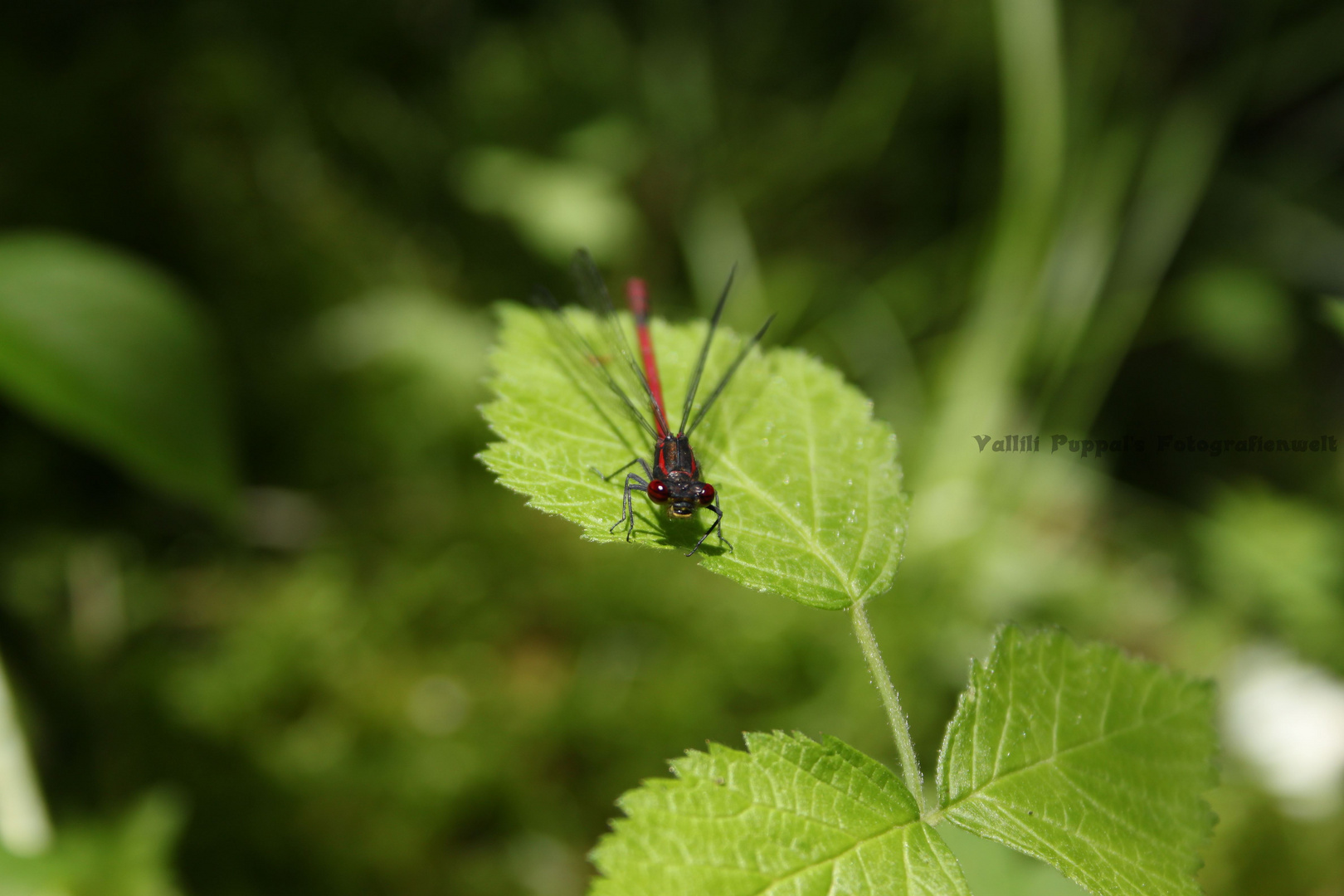 Rote Libelle