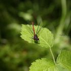 Rote Libelle