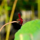 Rote Libelle